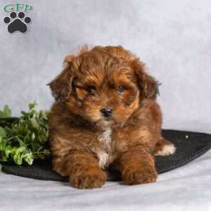 Twila, Pomapoo Puppy